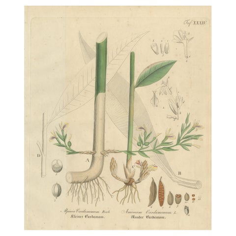 Antique Cardamom Botanical Print, Elettaria & Amomum Species, c.1831