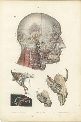 Superficial Nerves of the Head and Neck, Antique Hirschfeld Anatomy Print, 1866, view 2
