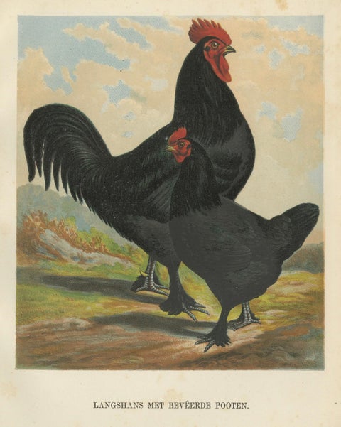 The Majestic Feathered Langshan - A Rare 19th Century Poultry Lithograph, close-up 1
