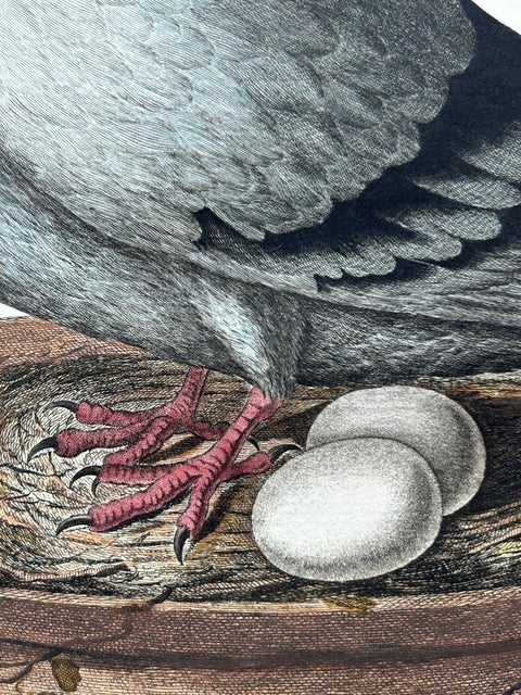 Rock Dove or Common Pigeon, Hand-Coloured Engraving with Dutch Text, 1770–1829, view 5