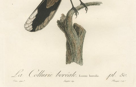 An 1807 Large Hand-Finished Ornithological Study of a Northern Shrike, close-up 2
