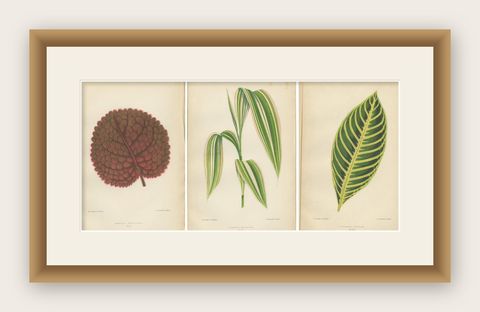 Verdant Elegance: Botanical Artistry from 1880 Paris, shown framed