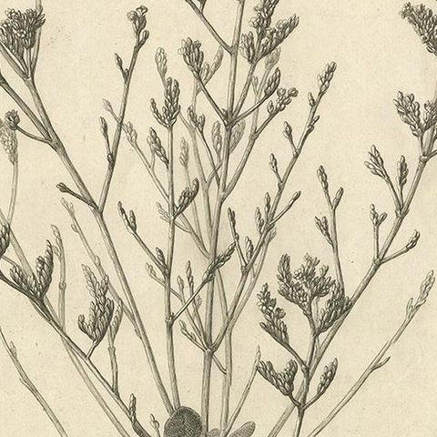 Antique Botany Print of a Limonium Flowering Plant, circa 1680, close-up 2