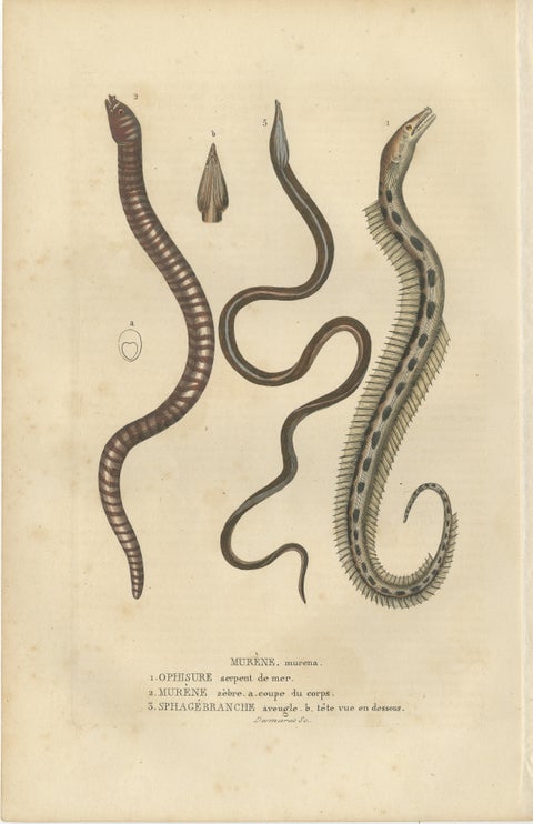 Aquatic Elegance: Brittle Star, Zebra Moray Eel, and Blind Cave Eel, 1845, view 2
