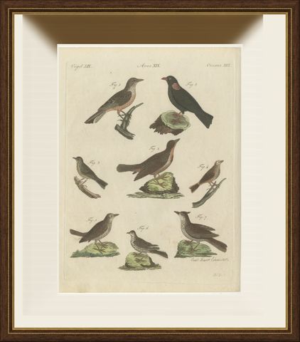 Crested Lark and Other Larks, Antique Bertuch Print, Vienna, circa 1805, shown framed