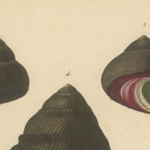 French Turbo Sea Shells Hand-Colored Natural History Engraving, 1832, close-up 5
