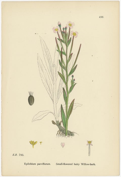 Hand-Colored Botanical Engravings of Hairy and Broad-Leaved Willow-Herbs, 1902, view 3