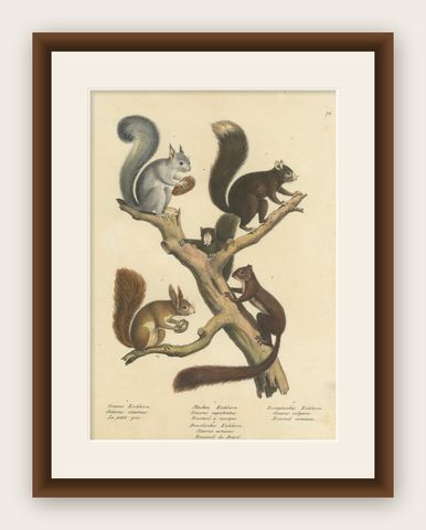 Original Antique Hand Colored Print of Various Squirrel Species, shown framed