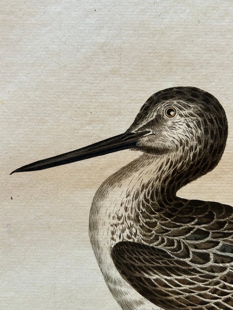 Antique Bird Print of the Green Sandpiper by Sepp & Nozeman, 1809, view 5