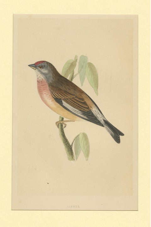 Antique Bird Print of a Linnet, view 3