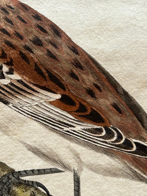 Emberiza nivalis, Antique Snow Bunting Print by Nozeman & Sepp, 1809, view 3