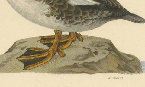 Serene Observer: Vintage Bird Print of The Common Goldeneye by Magnus von Wright, close-up 1