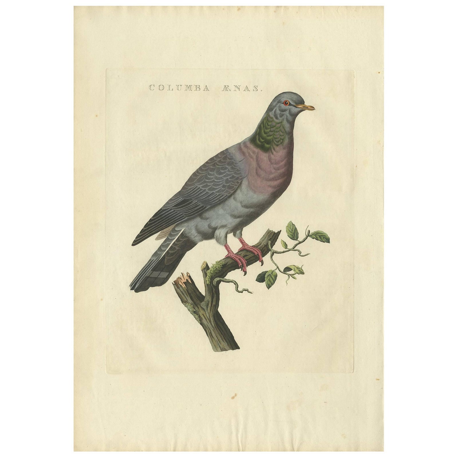 Stock Dove, Columba Oenas, Nozeman & Sepp Antique Bird Print, c.1829