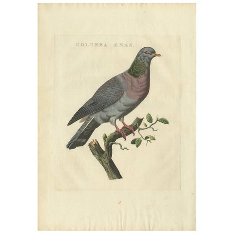 Stock Dove, Columba Oenas, Nozeman & Sepp Antique Bird Print, c.1829