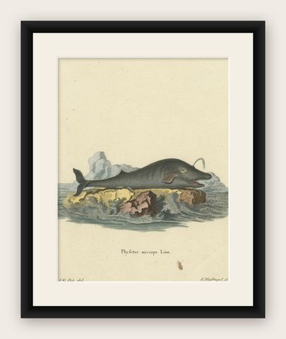 Leviathan of the Depths: The Sperm Whale in 18th Century Scientific Art, 1775, shown framed