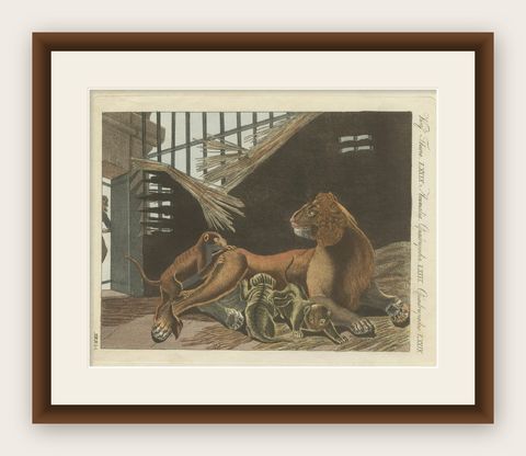 Original Antique Print of a Lioness and Her Cubs by Bertuch, 1810, shown framed
