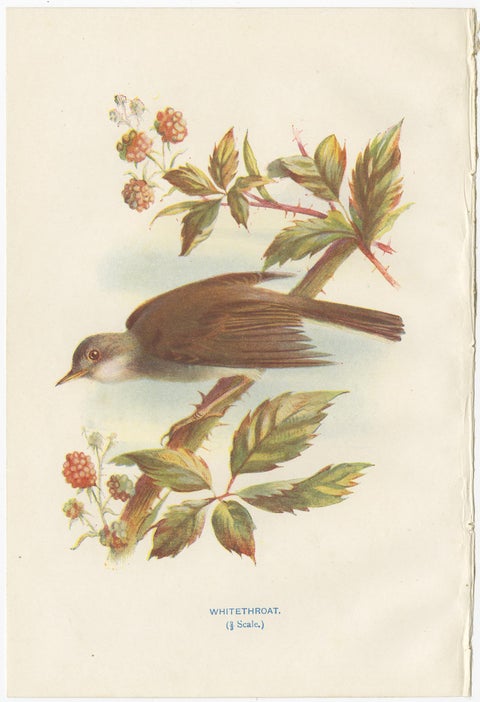 Set of 4 Antique Bird Prints Wren, Whitethroat, Robin, 1901, view 3