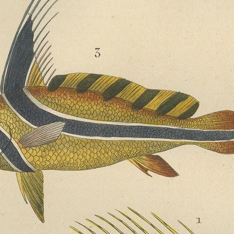 Original Engraving of a Handcolored Lionfish, Stickleback and Drumfish, 1845, close-up 1