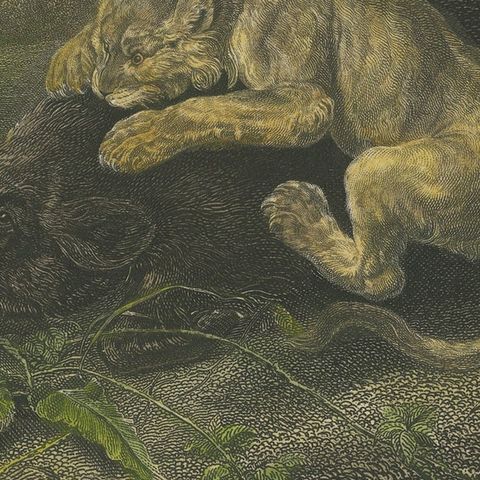 Original Steel Engraving of a Lioness and Boar, close-up 2