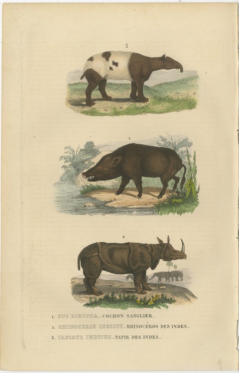 Terrestrial Mammals: Wild Boar, Indian Rhinoceros, and Malayan Tapir, 1845, view 2
