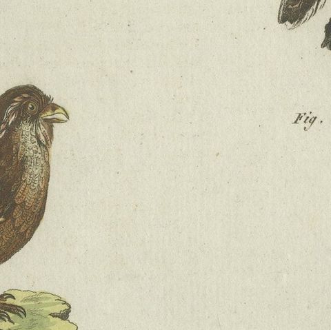 Antique Print of various Owls including the Little Owl, close-up 5