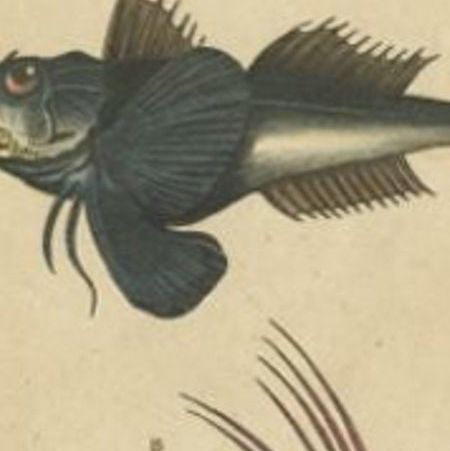 Antique Print of the Tubfish and other Fish species, 1844, close-up 2