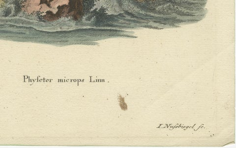 Leviathan of the Depths: The Sperm Whale in 18th Century Scientific Art, 1775, close-up 1