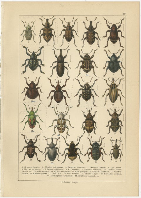 Antique Weevil Beetle Chromolithographs, Curculionidae Plates, Calwer 1893, view 4