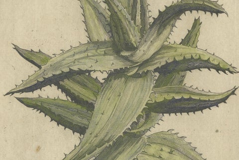 Caulescent African Aloe from Caspar Commelin’s "Praeludia Botanica" - 1703, close-up 2