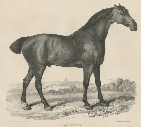 Johnny & An Old Hunter, Pair of Antique Sporting Horse Lithographs c.1840, close-up 4