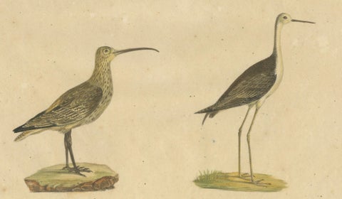 Shorebirds, Jacana & Water Rail Pair, Brodtmann Hand-Colored Lithographs, 1816, close-up 5