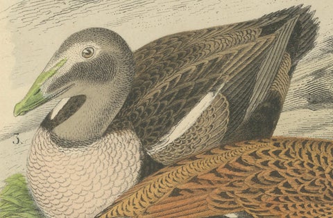 Hand-Coloured Lithograph of Eider Ducks by the Sea: An 1863 Coastal Study, close-up 1