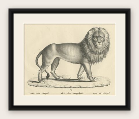Original Antique Print of a Senegal Lion by Brodtmann, circa1830, shown framed