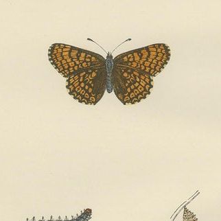 Winged Elegance: A Fritillary Collection from Morris's 1890 British Butterflies, close-up 1