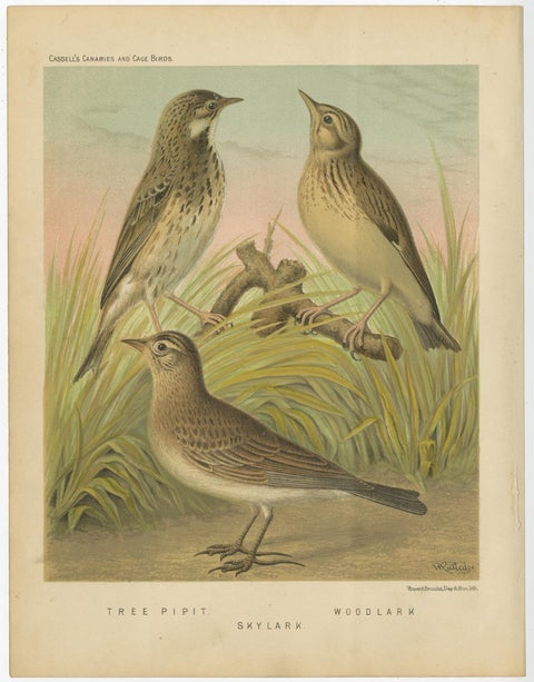 Antique Bird Print of the Tree Pipit, Skylark and Woodlark 'circa 1880', view 3