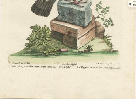 Antique Hand-Colored Pigeon Engraving, Copperplate, Circa 1770, close-up 5