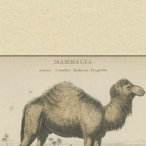 Pl. 23 Antique Print of a Dromedary, Lama and Deer by Richardson 'circa 1860', close-up 1
