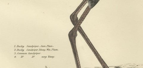 "Plate XV: The Sandpipers - A Study in Seasonal and Developmental Plumage, 1826, close-up 2