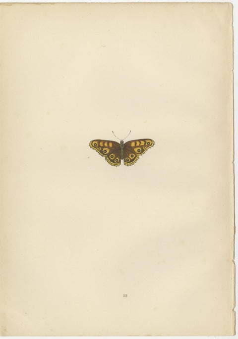 Metamorphosis in Motion: A Triptych of Butterfly Life Stages, 1890, view 4
