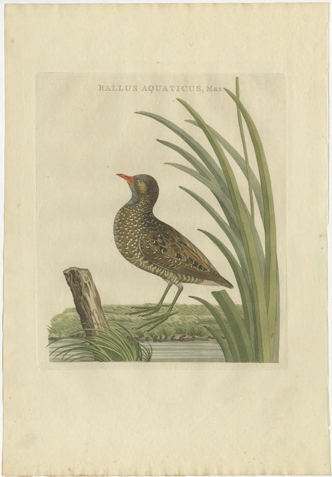Antique Bird Print of the Male Water Rail Sepp & Nozeman, 1797, view 2