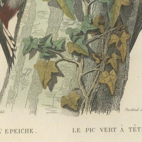 Antique Bird Print, Spotted Woodpecker, Eurasian Green Woodpecker, circa 1850, close-up 1
