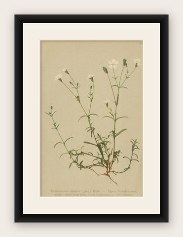 Antique Botany Print of The Heliosperma Plant by Palla, 1897, shown framed