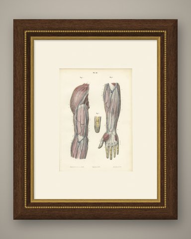 Cutaneous Nerves of the Arm and Hand, Antique Hirschfeld Anatomy Print, 1866, shown framed