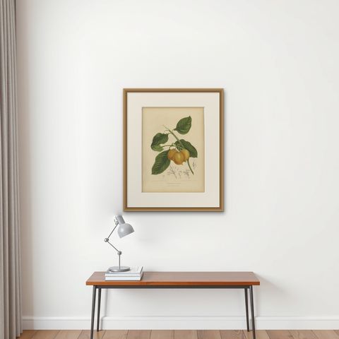 Original Antique Botanical Chromolithograph of False Mangosteen, c.1880, shown framed on a wall