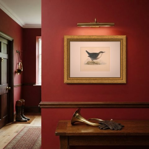 Dipper on a Rock at the Water's Edge, Antique Bird Print, Morris, 1896, shown framed on a wall