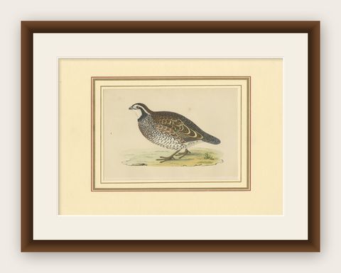 Antique Bird Print of a Virginian Partridge, shown framed