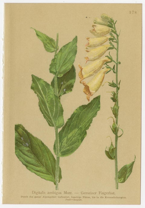 Alpine Foxglove & Wildflowers, Small Seizded Antique Botanical Print Set, 1897, view 2