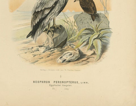 Egyptian Vultures, Antique Bird Print, Ornithology Illustration, 19th Century, close-up 2