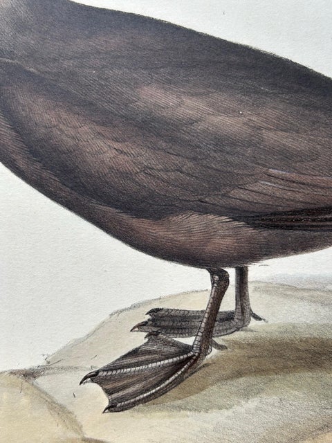 Noddy Tern, Antique Bird Print by John Gould, Hand-Colored c.1832, view 2