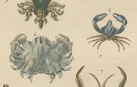 Crustacean Varieties in Drapiez's Natural Sciences Dictionary, 1845, close-up 4